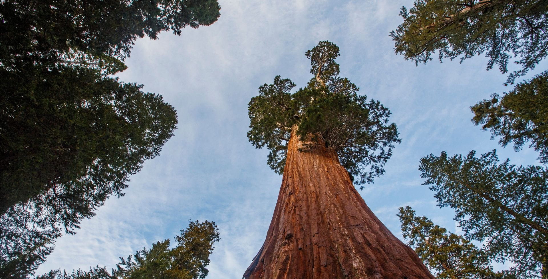 View from the ground looking up at trees in a forest